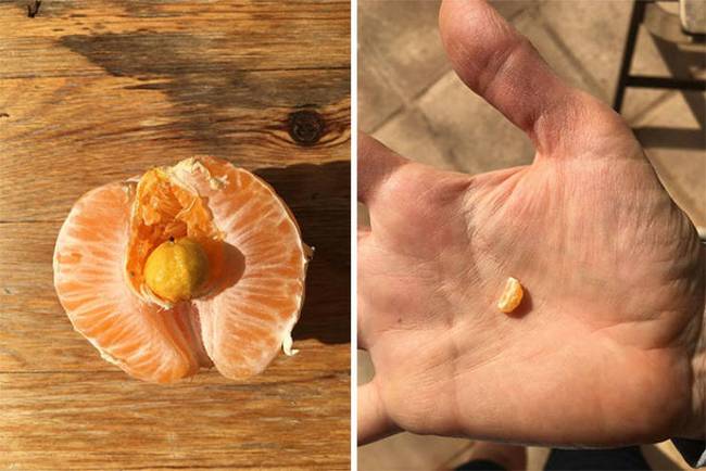 Egy mandarin, aminek a belsejében egy miniatűr mandarin nőtt. (héjastul)
