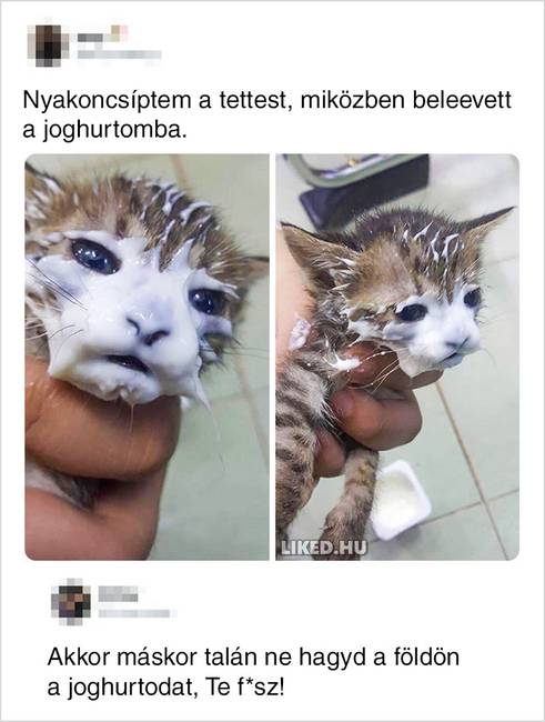 Az internet népe sosem nézte jó szemmel, ha ok nélkül vádolnak egy kismacskát.