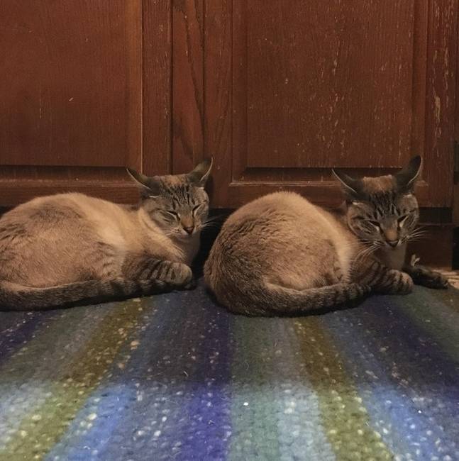 „Mi a nevük a cicáknak?" „-Ctrl C és Ctrl V"