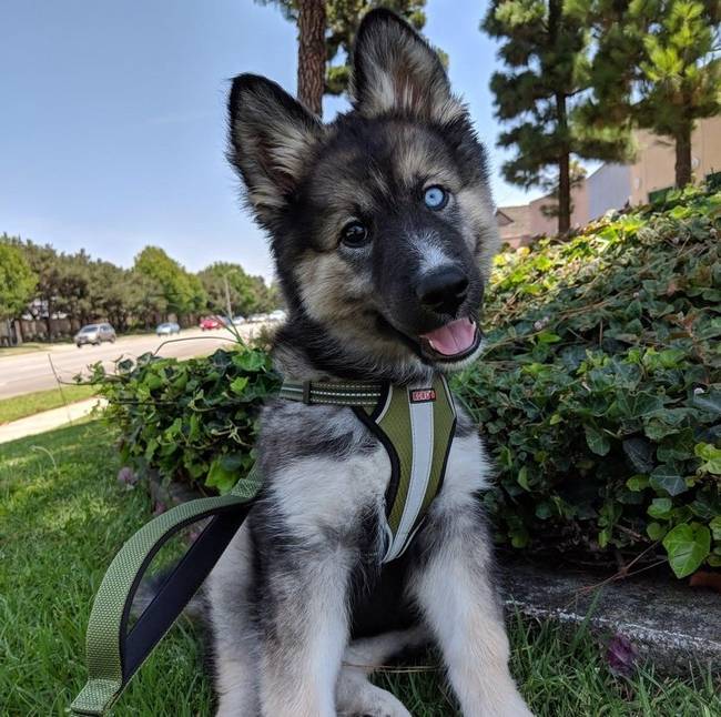 Amikor egy husky és egy német juhászkutya szerelmes lesz: