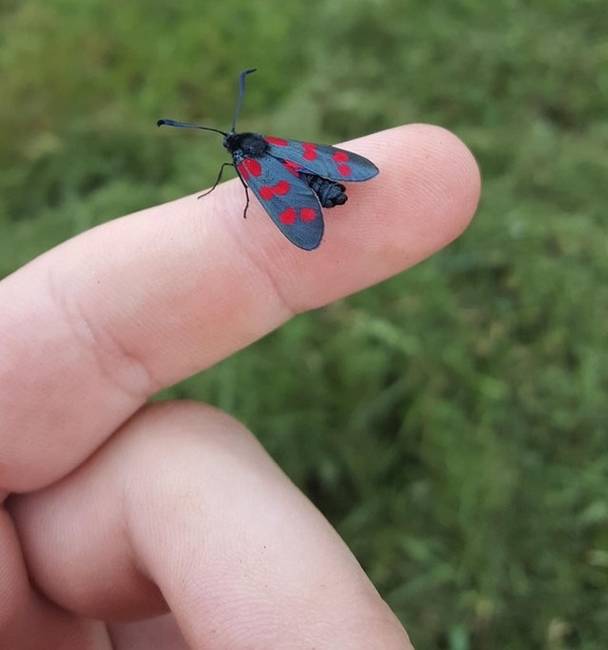 Ez a foltos lepke épp úgy néz ki, mintha valaki direkt összefirkálta volna.