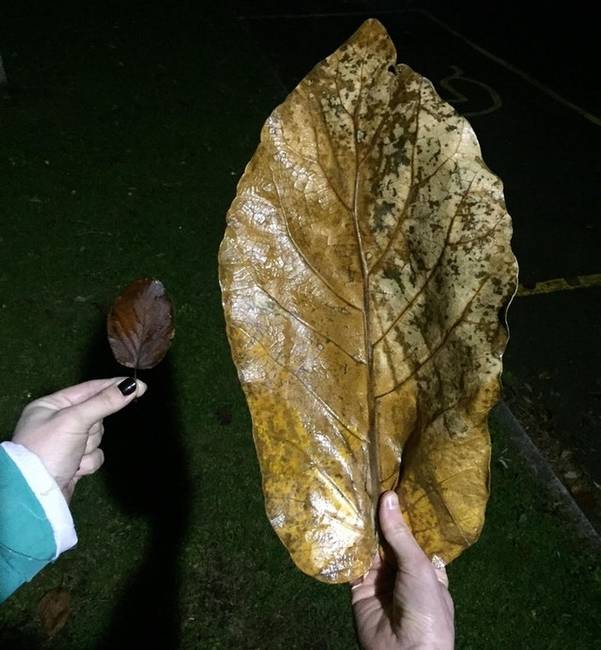 Egy óriás méretű levél, amely némileg eltér a megszokottól.