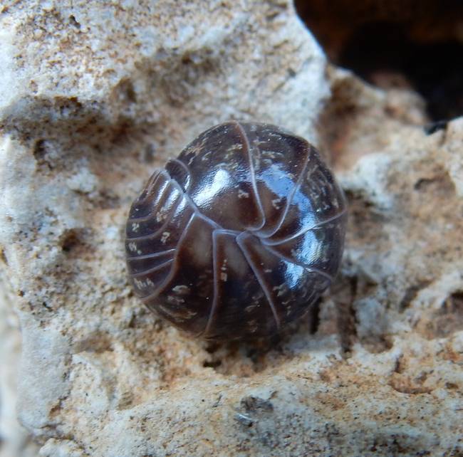 A gömbászka képes megtisztítani a talajt a nehézfémektől.