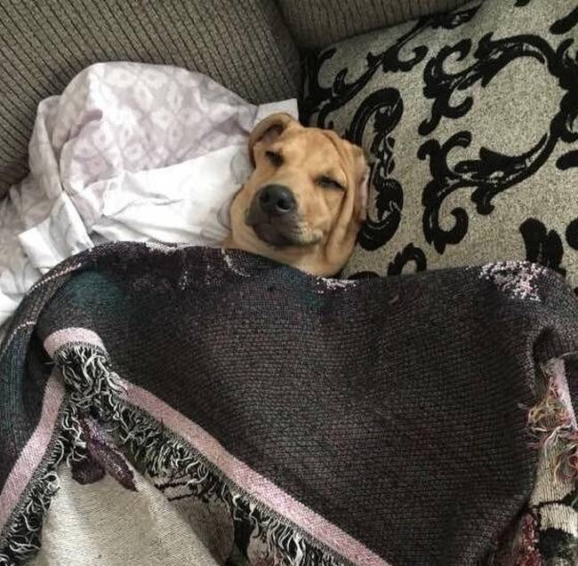 „Apám nem akart kutyát. Most minden nap betakarja őt lefekvés előtt."