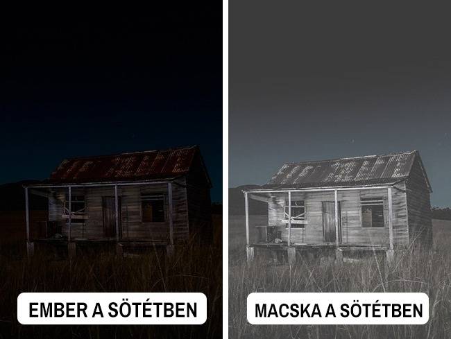 Macska (éjszaka)
