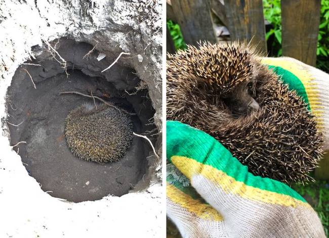 „Úgy döntöttem, hogy csinálok egy új kerítést a nagyimnak. Először csak a gödröket ástam ki, majd másnap, amikor folytatni akartam a munkát, láttam, hogy az oszlop helye foglalt."