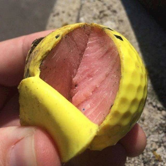 Gondoltad volna, hogy egy golflabda belseje olyan is lehet, akár egy finom szelet hús a hentesnél?