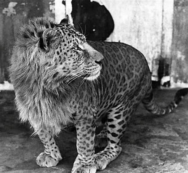 Leopon - egy leopárd és egy oroszlán hibridje.