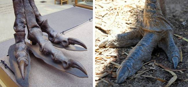 Egy Tyrannosaurus lába egy emu lábához viszonyítva.