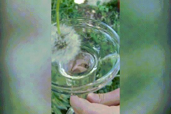 Kiderült, hogy a bolyhos pitypangok víztaszító tulajdonsággal bírnak.
