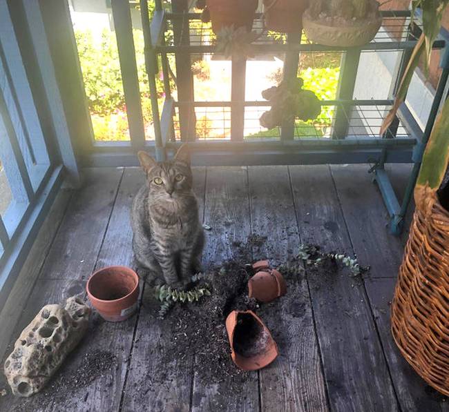 „Mit tettem?!"