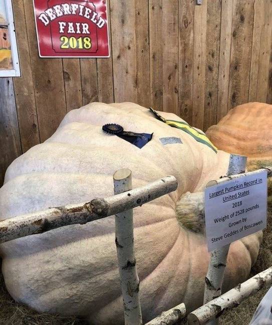 Az Egyesült Államokban valaha mért legnagyobb, majdnem 1200 kilós sütőtök.