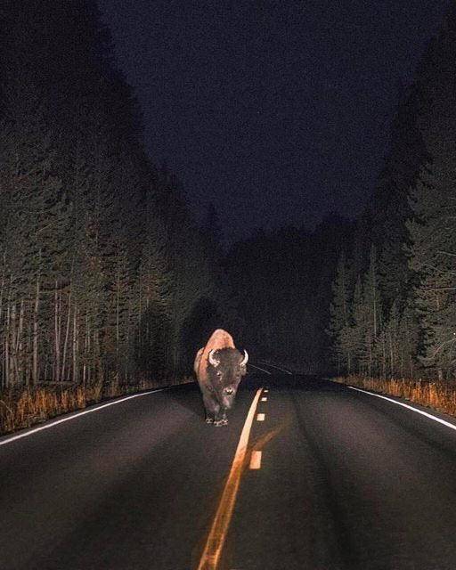 „Tegnap este a Yellowstone Nemzeti Parkban kocsikáztam."