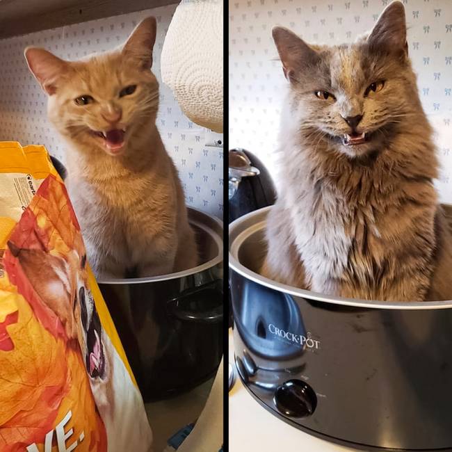 Tucker (balra) átvette a testvére, Logan rossz szokásait.