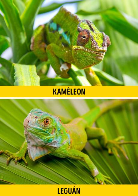 Kaméleon vagy leguán
