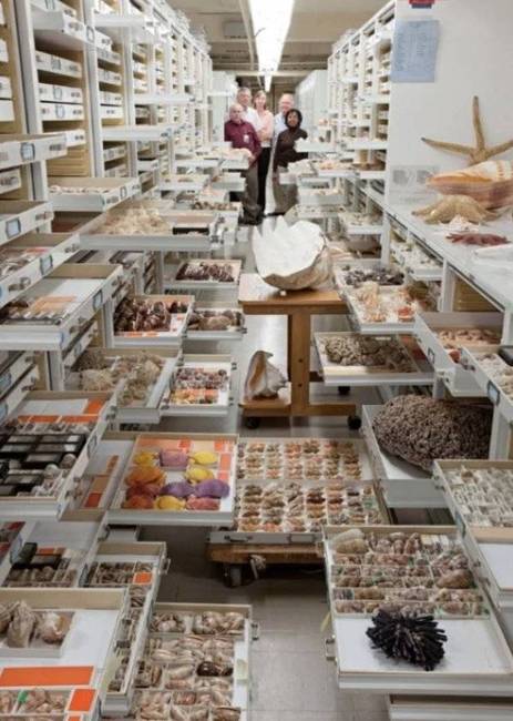 A Smithsonian Intézet raktára.