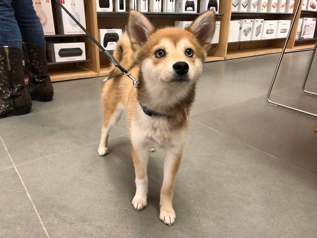 Ez a 4 hónapos hihetetlenül édes csöppség egy Shiba Inu és egy Husky mini-keveréke.