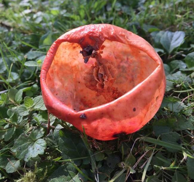 Az alma belsejét egyszerűen kiették a darazsak és a méhek.