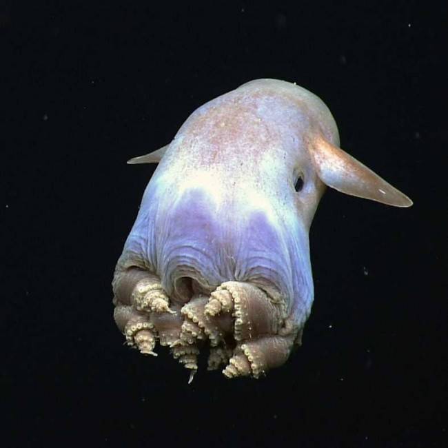 Grimpoteuthis