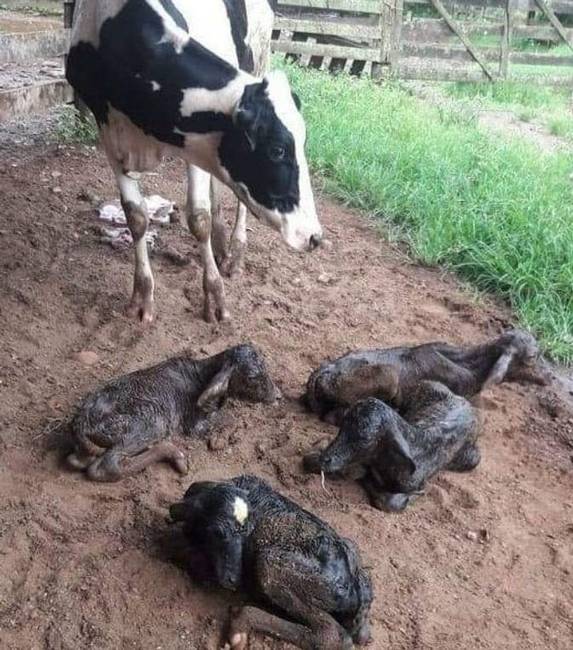 A tehenek és kecskék az emberekhez hasonlóan, általában egy-egy borjúnak adnak életet, de előfordulnak olyan esetek, amikor hármas vagy akár négyes ikreket is szülnek.