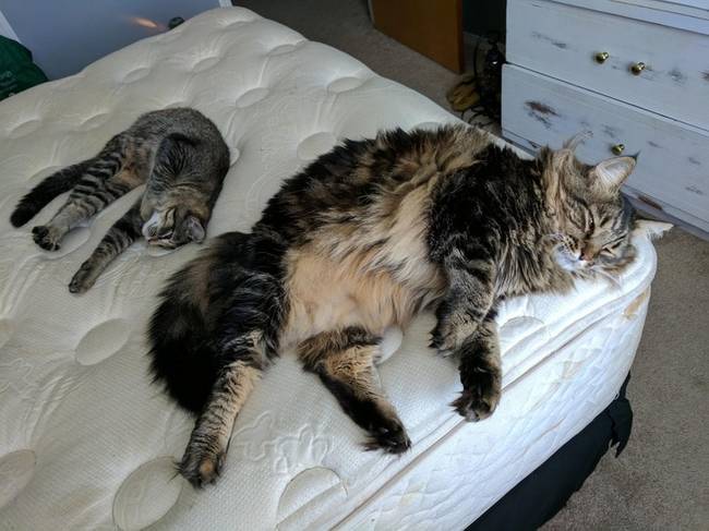 Egy Maine Coon és egy amerikai rövidszőrű macska méretbeli különbsége.
