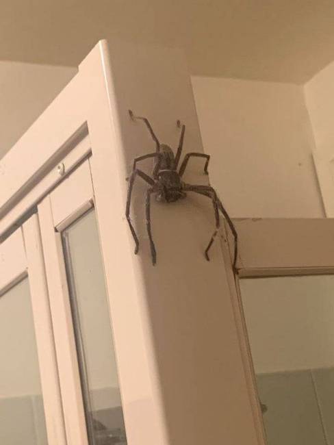 „A hétvégi házunk fürdőszobájában találtuk.''