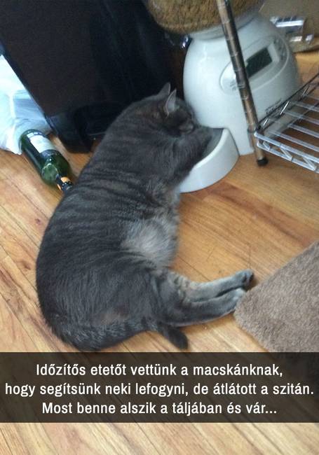 21 macskás Snapchat-üzenet, amit nem lehet kibírni nevetés nélkül