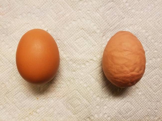 Egy normál tojás és egy "ráncos" tojás, ami a kalciumhiány miatt lett ilyen.