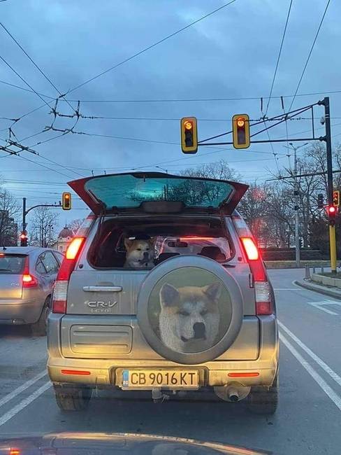 Autó és a törzsutasa.