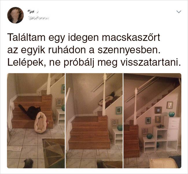 20 Tweet, ami bizonyítja, hogy a macskák mellett sosem lehet unatkozni