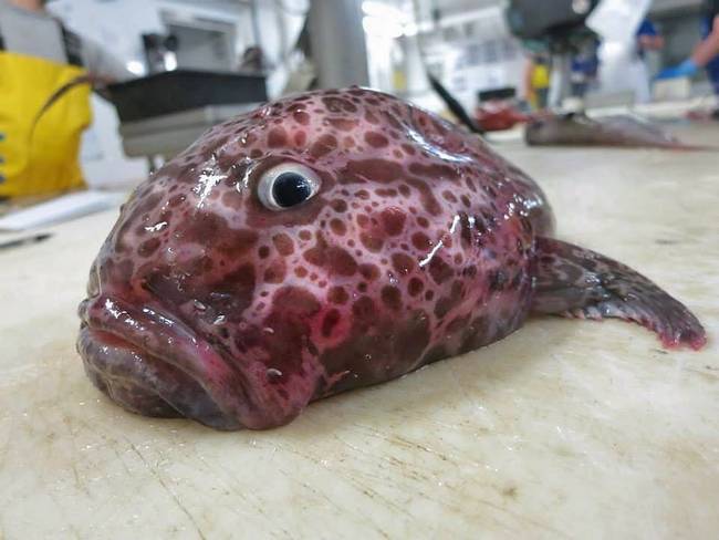Ezt a halat csak Pale toadfish-nek hívják. Találó név, hiszen tényleg olyan, mint egy varangy.