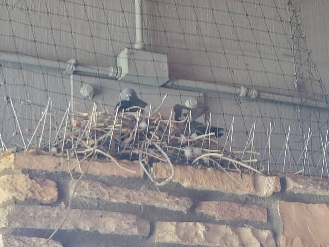 Kiderült, hogy a galambok elleni tüskék kiválóan segítenek megtartani a fészket.