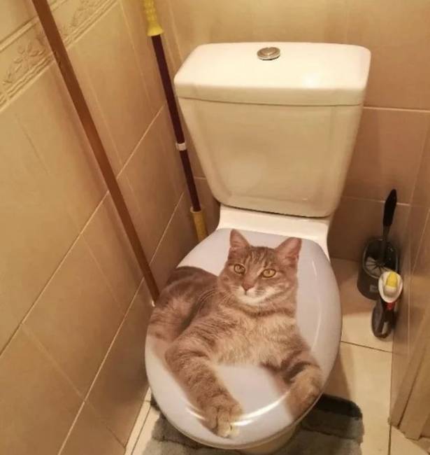 Amikor nagyon szeretnél egy macskát, de a főbérlő kikötötte, hogy nincs háziállat.