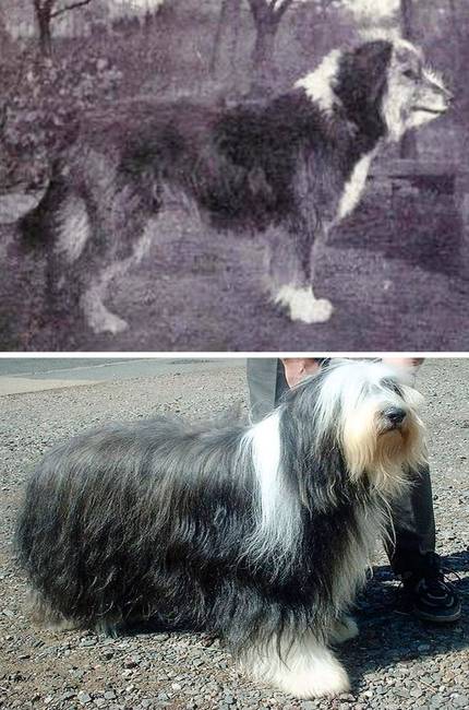 Bearded collie