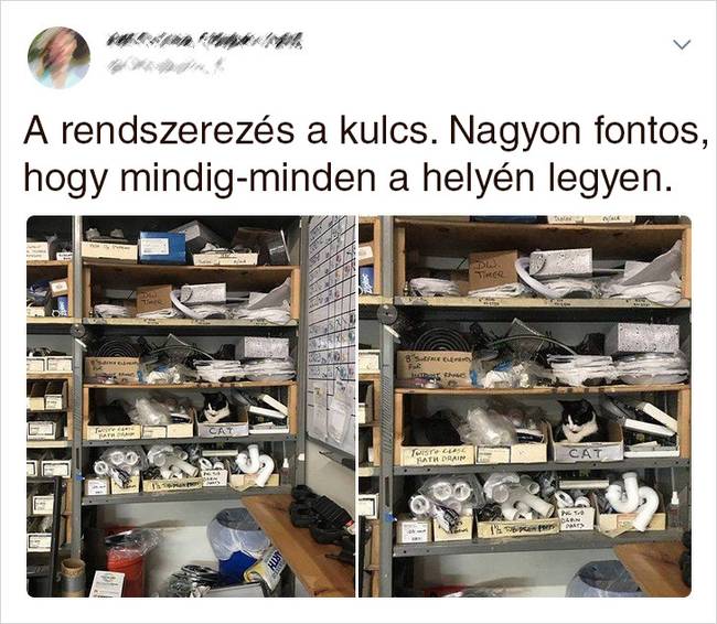 20 Tweet, ami bizonyítja, hogy a macskák mellett sosem lehet unatkozni