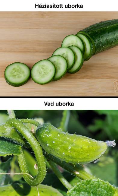 Miért vannak pattanás-szerű kitüremkedések az uborkán?
