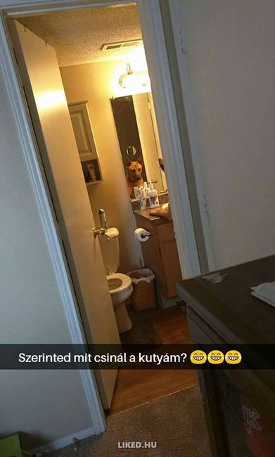 16 kutyás Snapchat-üzenet, ami kétségkívül jobb hellyé tette az internetet