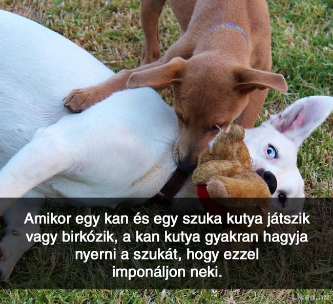 20+ örömteli tény, ami után teljesen más szemmel nézel majd a világra