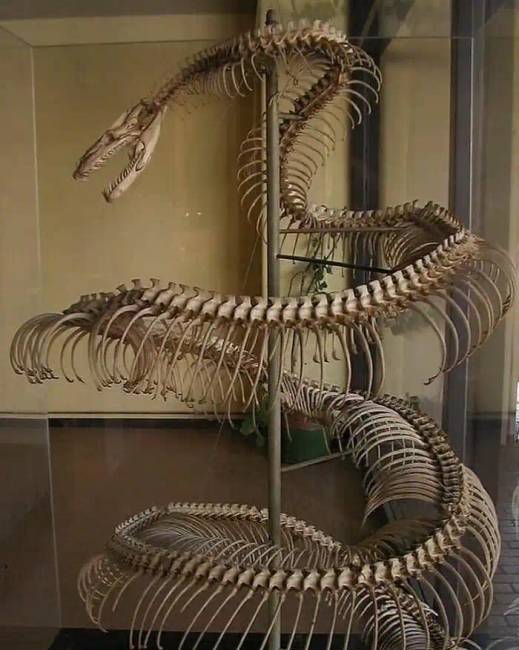 Dinoszauruszok történelem régészet 017
