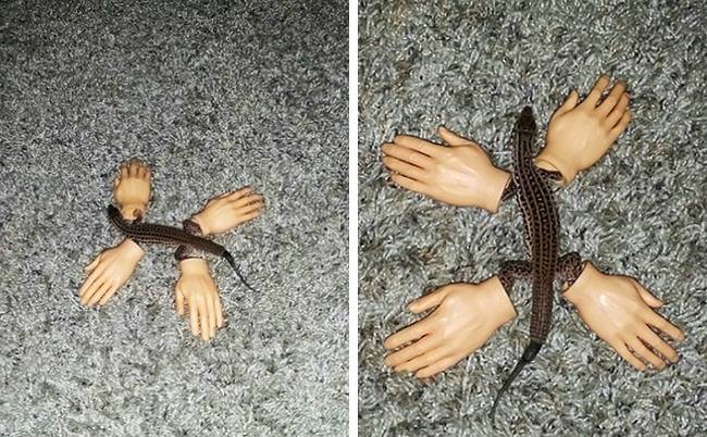 És egyesek még mindig megkérdőjelezik az evolúcióelméletet.