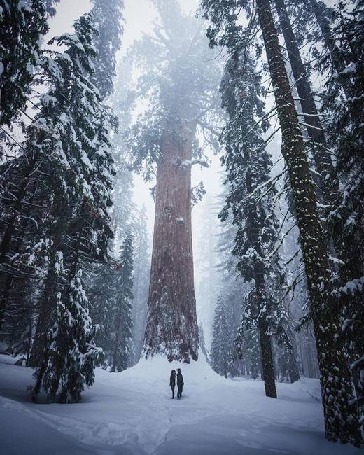 A Sequoia Nemzeti Parkban sétáló emberek.