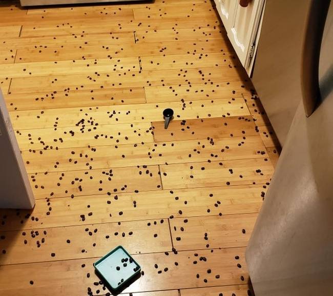 „Semmi sem ébreszt fel gyorsabban, mint a kávészemek szedegetése a konyhapadlóról."