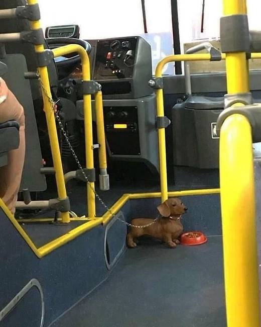 A buszsofőr személyi testőre lehet, ahogy nézem...🤔