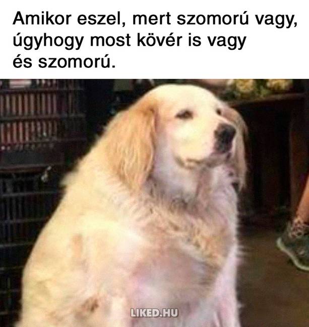 21 fogyókúrázással kapcsolatos mém, ami többet mond minden szónál
