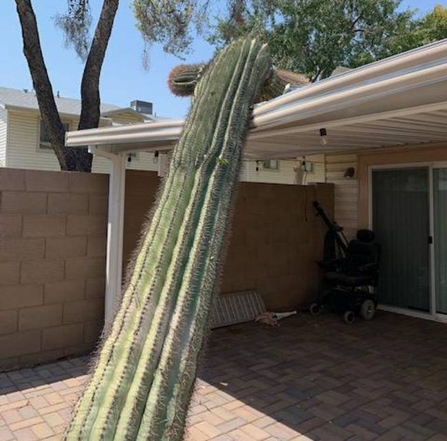 „Arizonában illegális kivágni a saguaro kaktuszokat. Tegnap ez a 4,5 méteres óriás a garázsom tetejére dőlt."