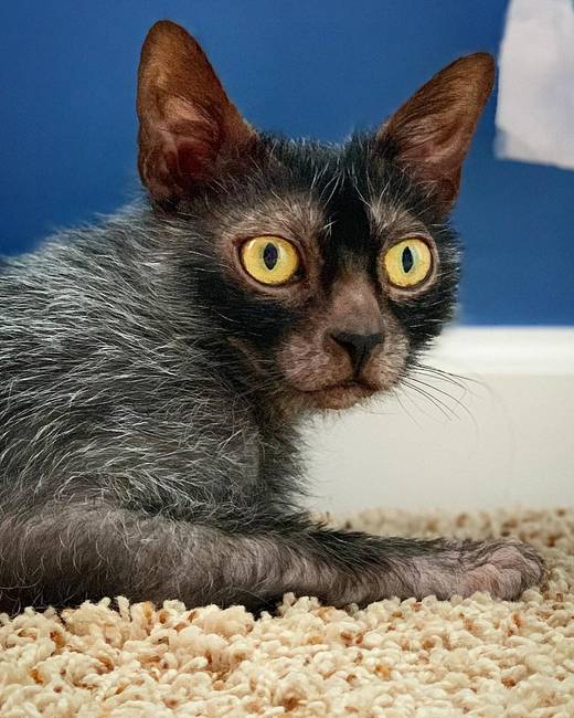 Lykoi