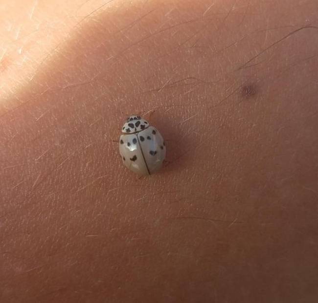 Az Anatis labiculata fajból származó katicabogár.
