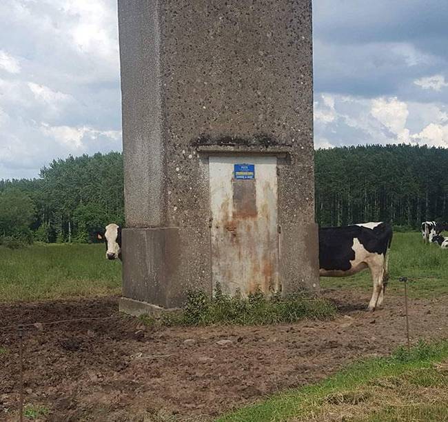 Egy írországi gazda kitenyésztette a világ leghosszabb tehenét. Sajnos azonban természeténél fogva nagyon félénk.
