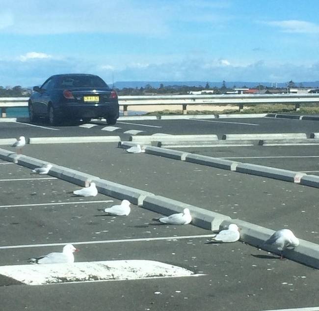 „Ma az én helyemen parkolt egy...sirály!"