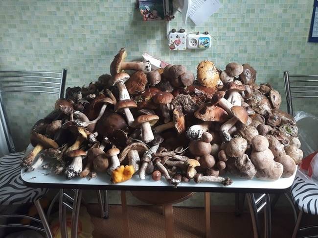 „Gombát szedni mentünk apámmal és találtunk egy mezőt, ami tele volt gombával. Összesen 9 vödörrel gyűjtöttünk."